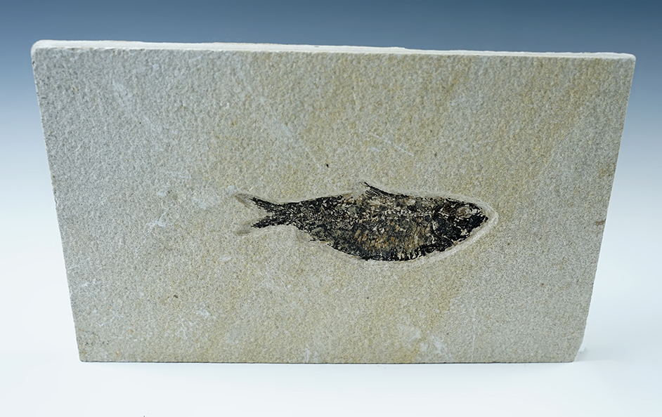 4" Fossil Fish on a 9" x 6" slab. From the Kemmerer Fossil Site in Wyoming. 