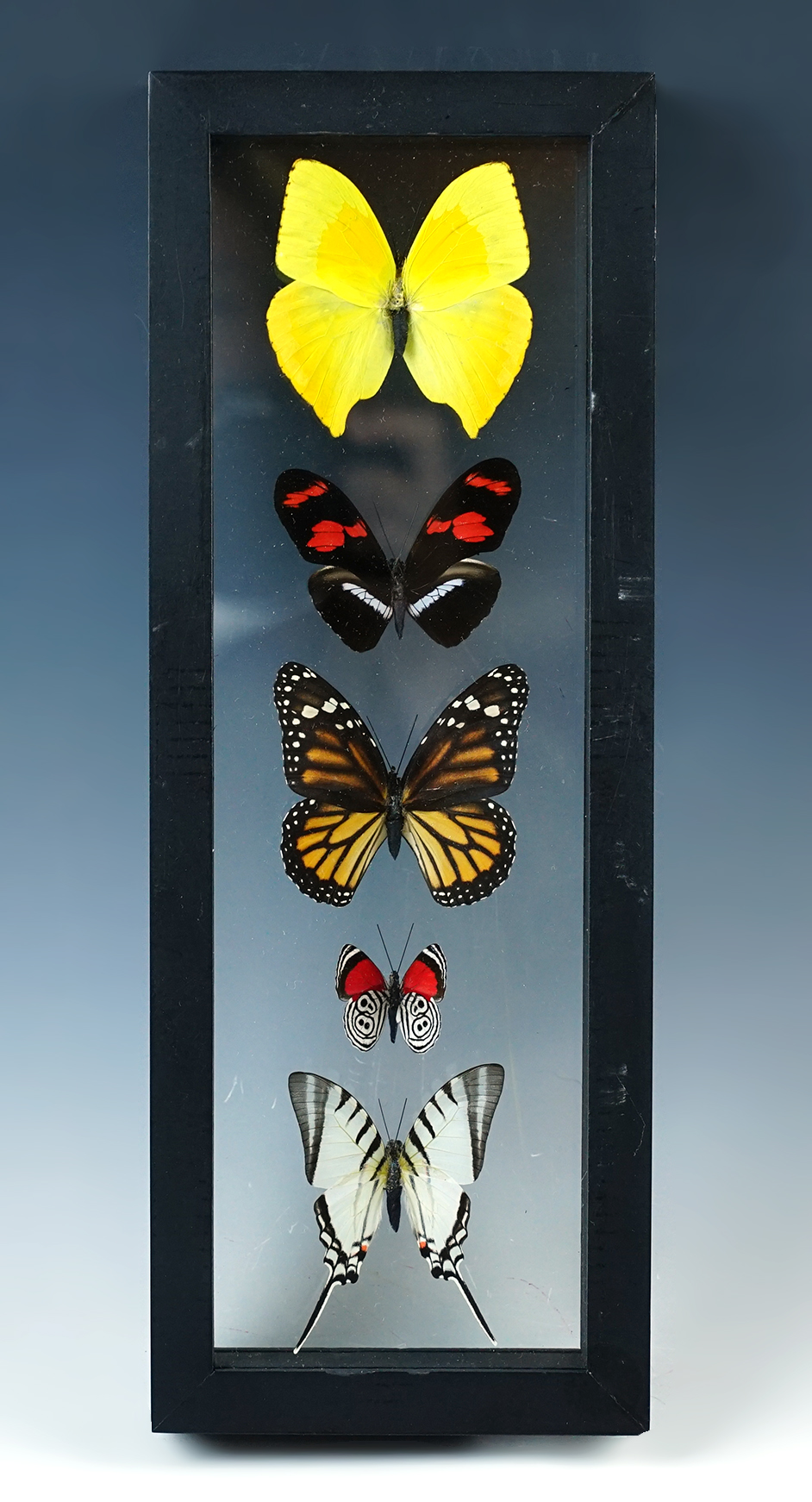 Beautiful butterfly display that is 12 3/4" x 4 3/4". 