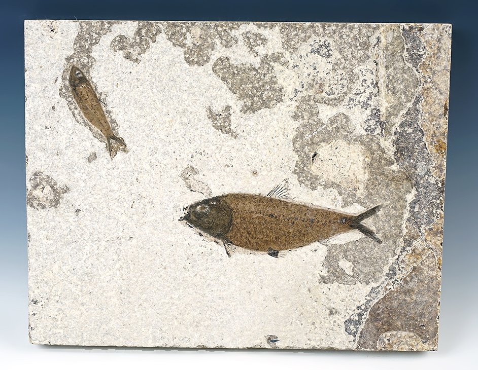 Excellent display item! 11 1/2" x 9" slab with a 5 1/2" and 2 1/2" Fish Fossils, Wyoming. 
