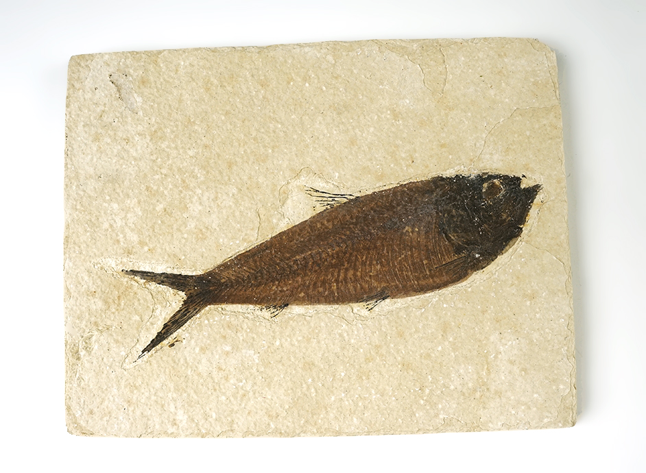 Fossil Fish on a 5 7/8" x 4 5/8" Slab. From the Kemmerer Formation in Wyoming.
