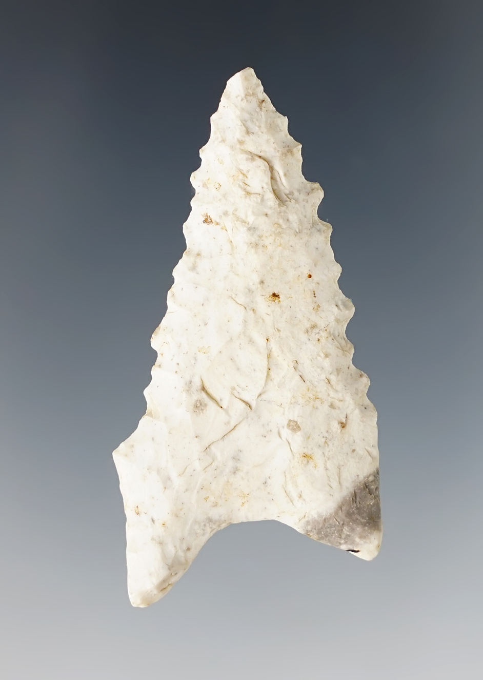 2 1/8"  serrated Dalton found in Columbia, Boone Co.,  Missouri. Ex. David Davidson.