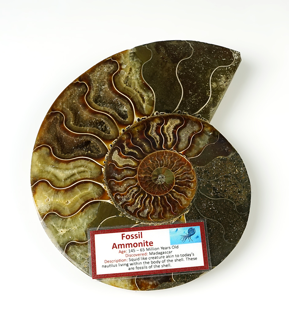 Beautiful polished 5 9/16" Fossil Ammonite. Madagascar, 145-65 million years old.