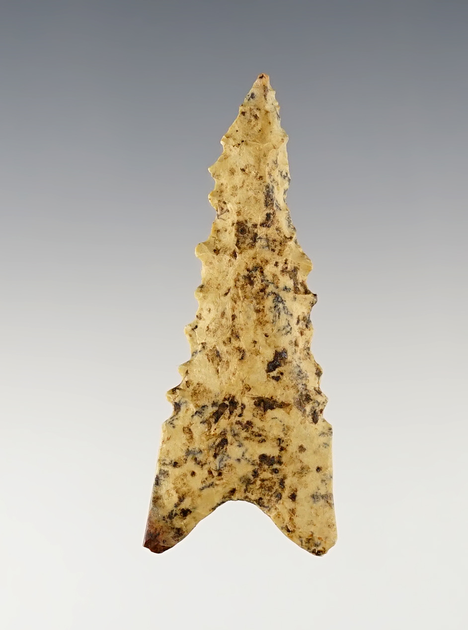 Heavily patinated 2 1/4" Kentucky Dalton that shows excellent age on the surface. 