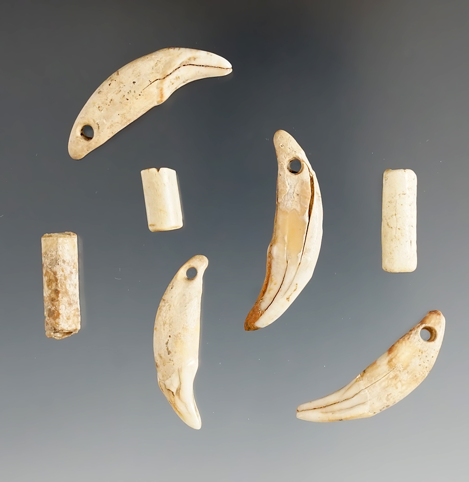 7 drilled canine teeth and bone tube beads found at the Fox field site, Mason County Kentucky.