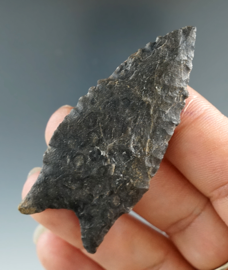 2 3/8" Dalton found in Green Co., Arkansas. Comes with Bennett and Perino COA's.