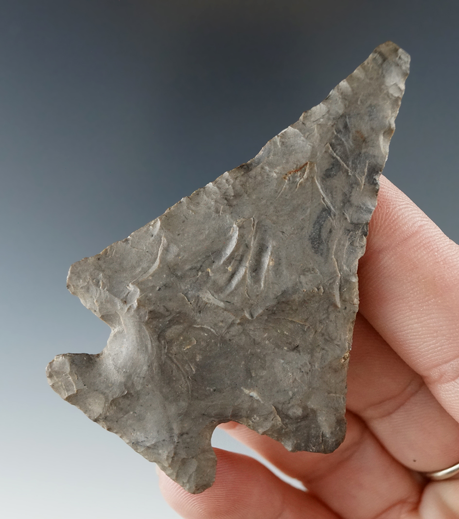 2 11/16" Perkiomen - Onondaga chert found on the Munn farm near Belfast, Allegheny Co., NY.