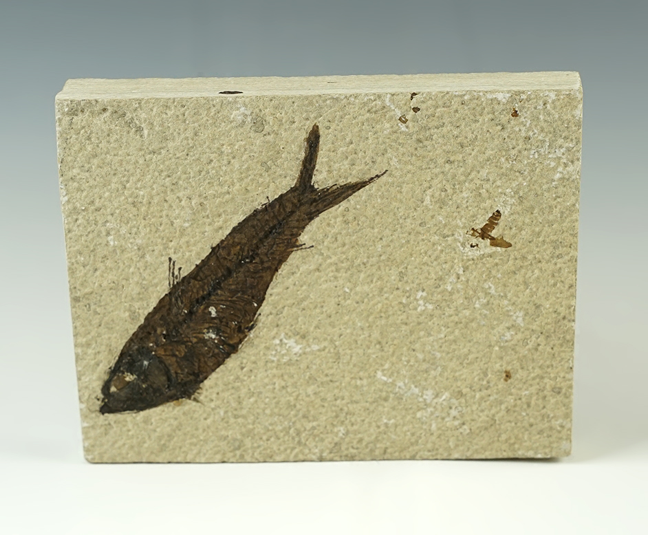 Nice Fossil Fish on a 5" x 4" slab. From the Kemmerer Fossil Site in Wyoming