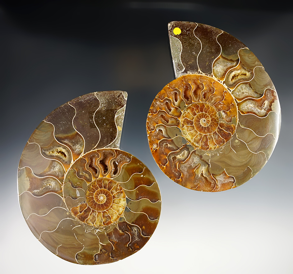 Pair of 5 1/8" beautifully polished Fossil Ammonite - Madagascar. 145-165 million years old. 