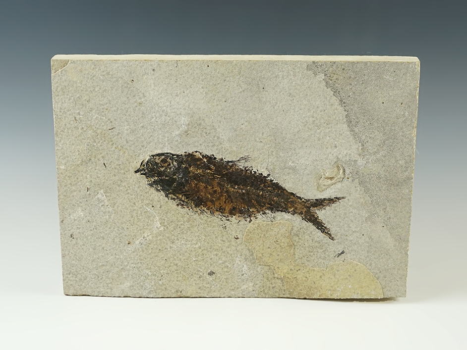 Nice Fossil Fish on a 8 7/8" x 6 3/16" slab. From the Kemmerer Fossil Site in Wyoming