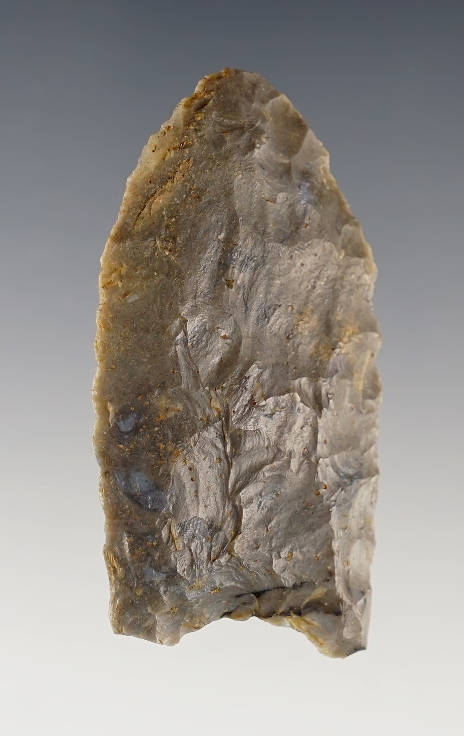 Classic 2 3/16"  Paleo Clovis found by Noel Ripperdan in Harrison Co., Indiana. Jackson COA.