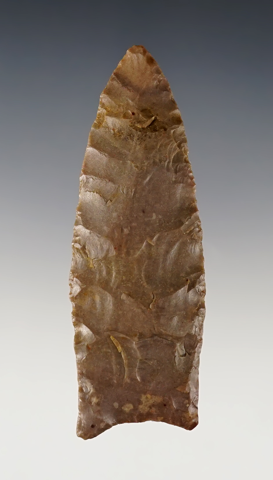 3 3/16" Paleo Fluted Clovis. Found in Putnam Co., Tennessee. Excellent flaking and style. 