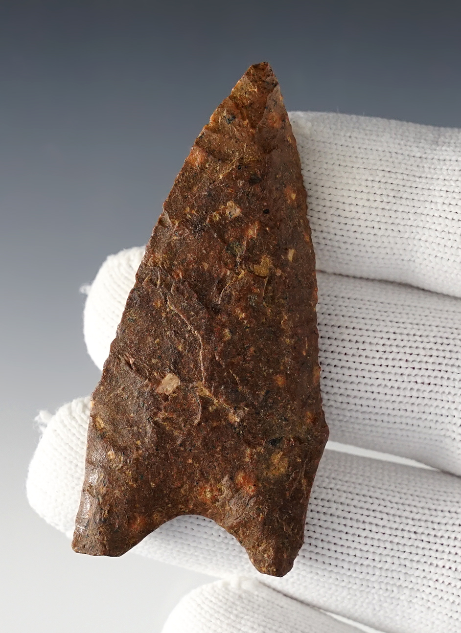 Fine 2 5/8" beveled Dalton found in Columbia, Missouri. Heavy grinding to the stem and basal area. 