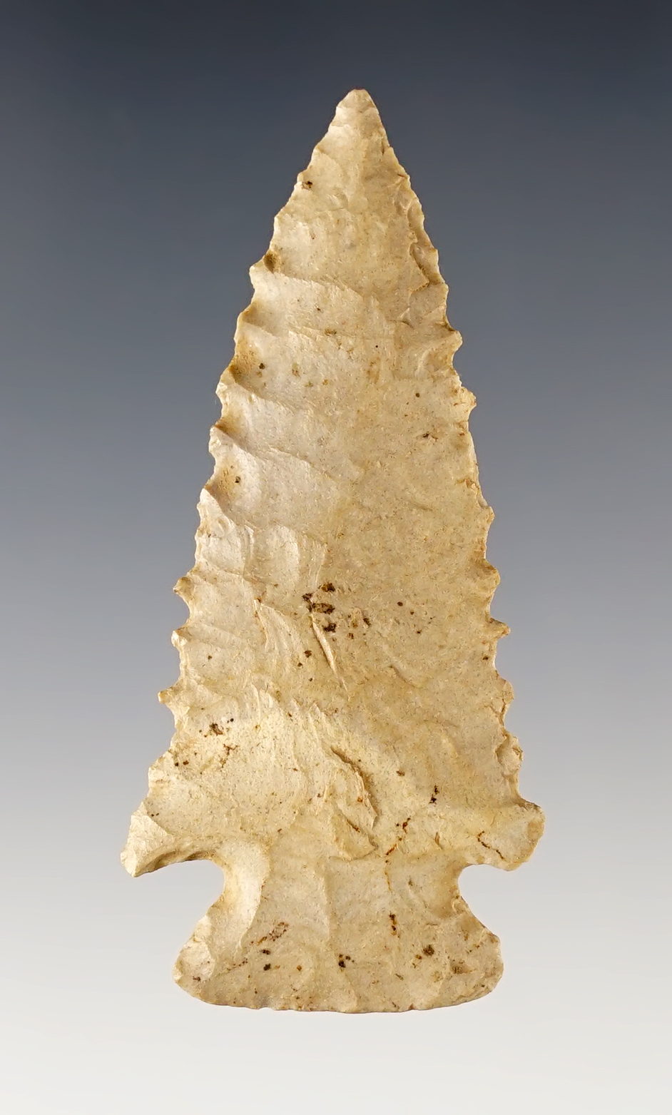 2 9/16" Pine Tree with fine serration and excellent overall form. Logan Co., Kentucky.