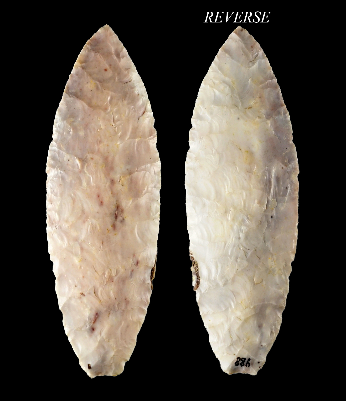 Superb 4 1/2" Angostura - Boone Chert. Excellent color. Found by W. Priebe in Lewis Co., Missouri.