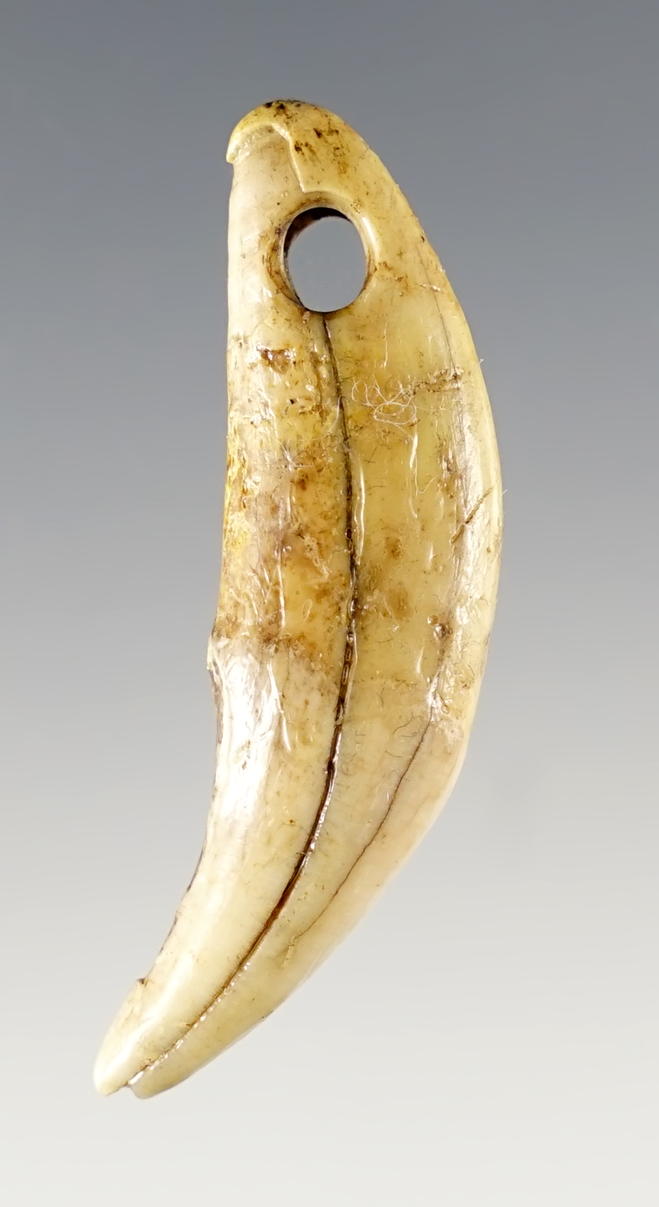 1 13/16" Drilled Tooth found in Fayette Co., Kentucky.