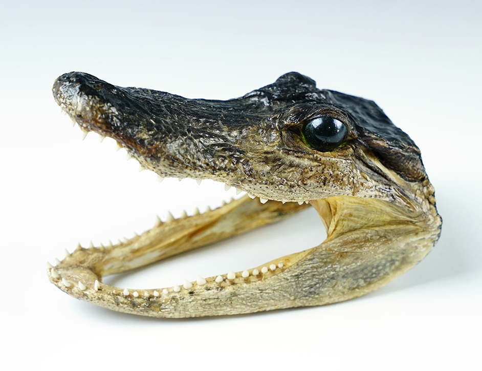 Unique 6" display mount that came in with a collection. 