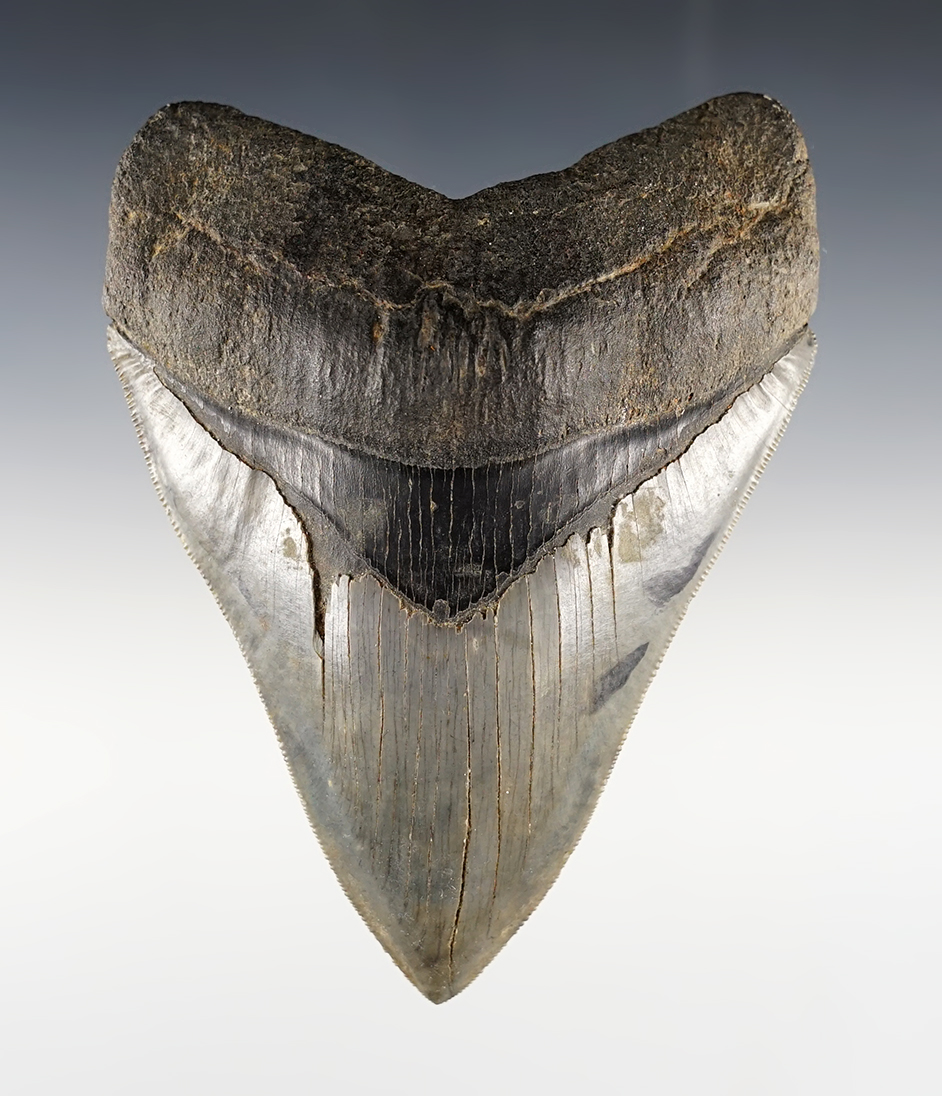 Outstanding 5 3/8" Fossilized Megalodon Shark's Tooth in excellent condition.