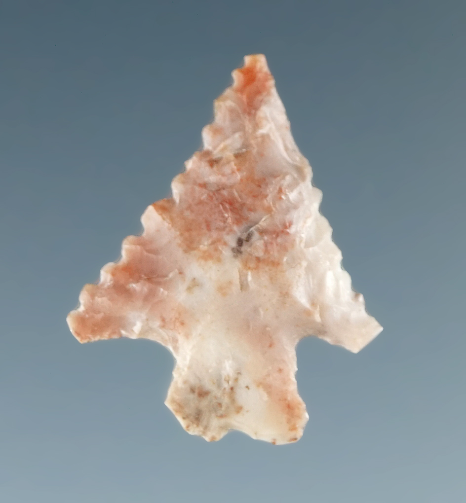 Excellent serrations on this 11/16" Calipooya made from attractive pink and white flint - Oregon.