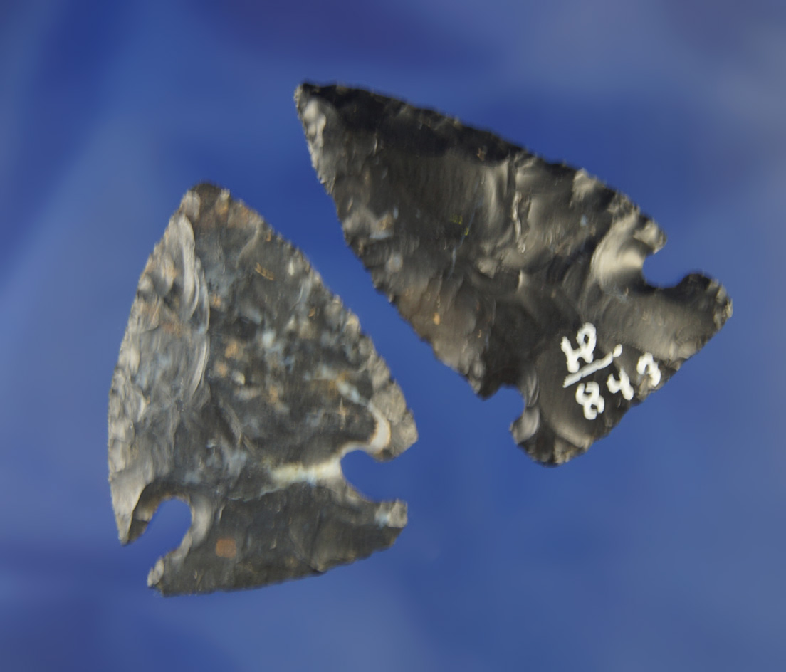 Pair of Coshocton Flint Intrusive Mound arrowheads, largest is 1 9/16" found in Ohio.