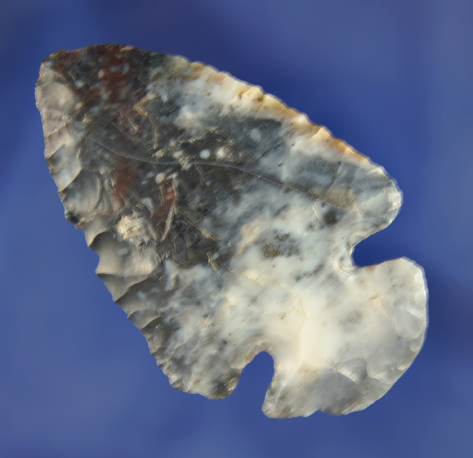 2 1/8" Blue-Black Flint Ridge Dovetail found in Erie Co., Berlin Township Ohio.