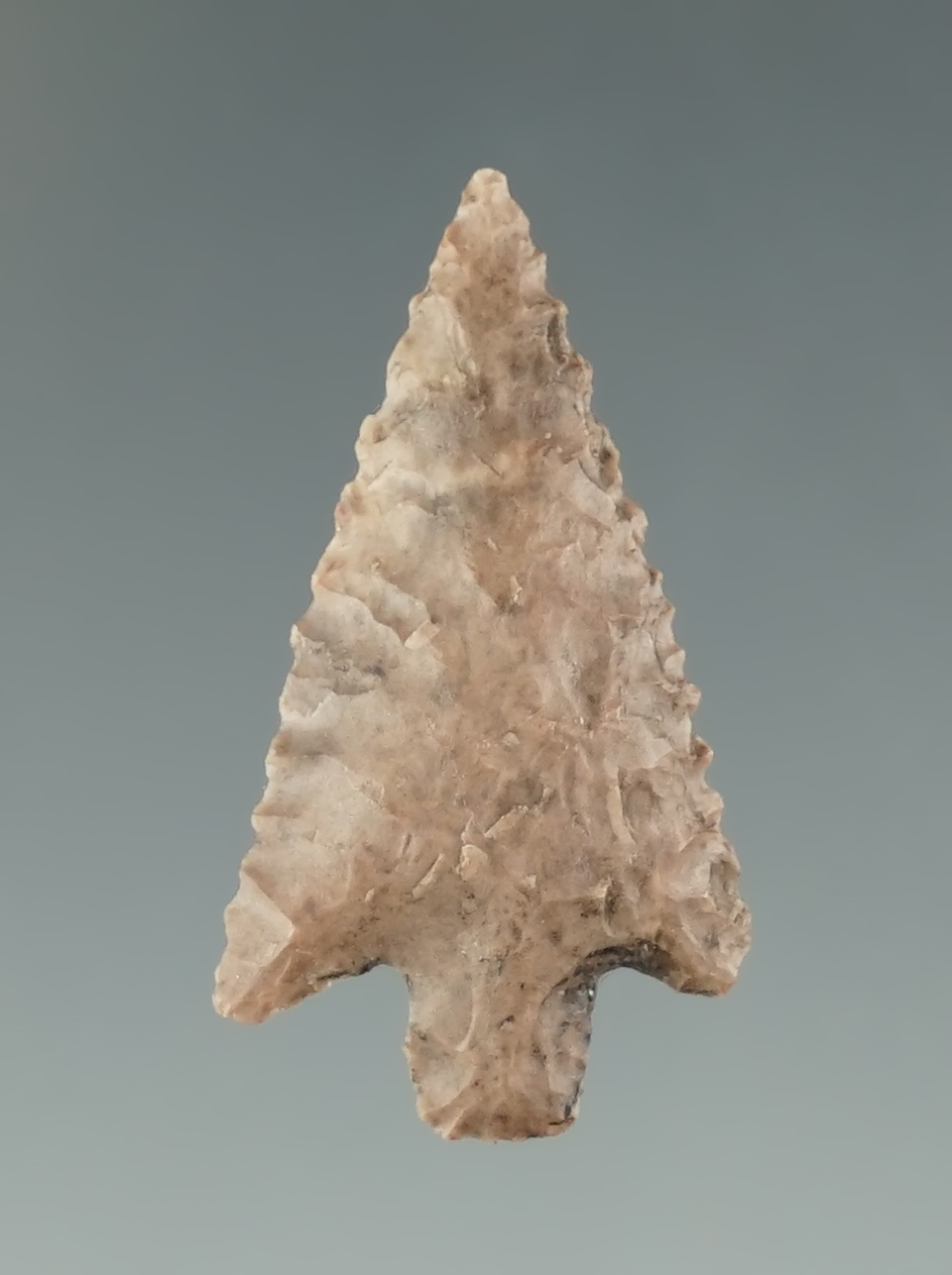 1 1/16" Columbia Plateau very nice flaking and edge serrations found near the Columbia River.