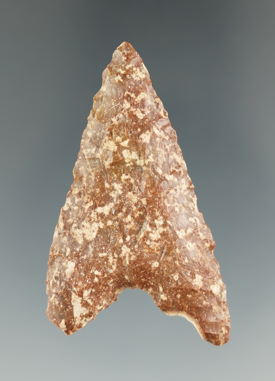 2 1/4" Columbia Mule Ear Knife made from petrified wood found near the Columbia River.