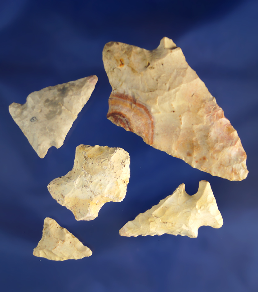 Set of five southeastern U.S. arrowheads, largest is 2 3/4".