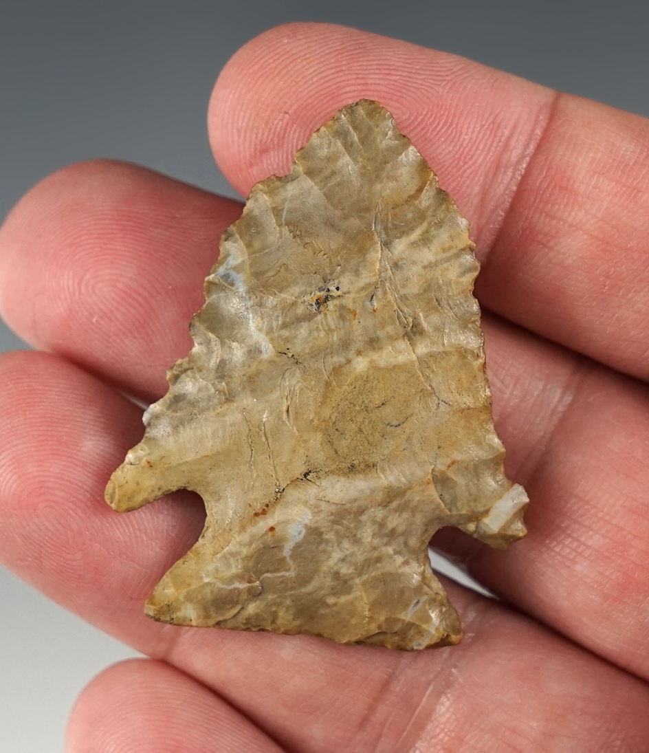 Outstanding 1 3/4" Pine Tree with great color. Found in Scioto Co., Ohio. Ex. Hooks.