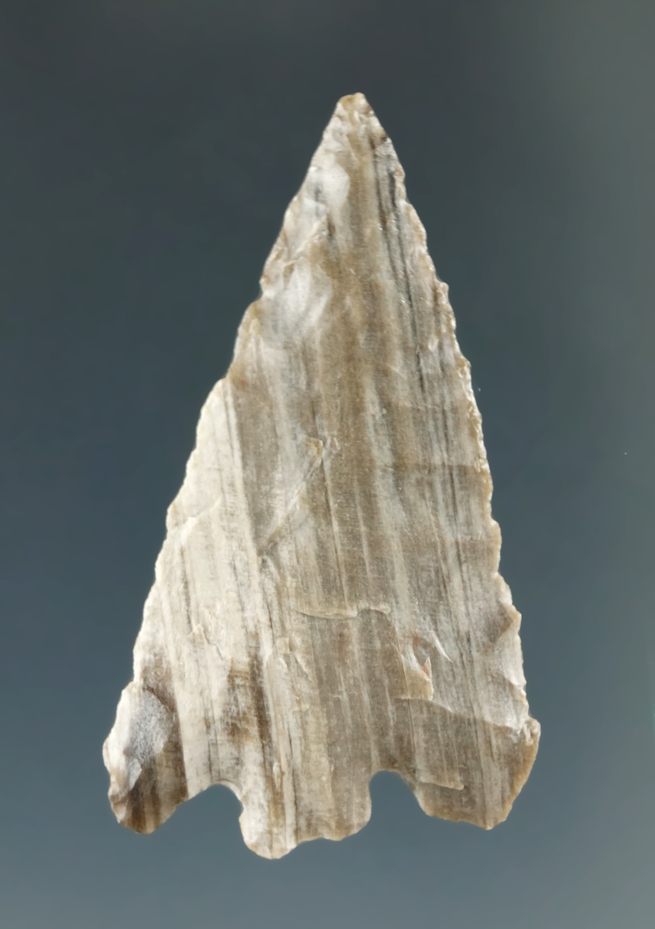 1 1/2" Notched Point made from Grey and White Petrified Wood, found near the Columbia River.