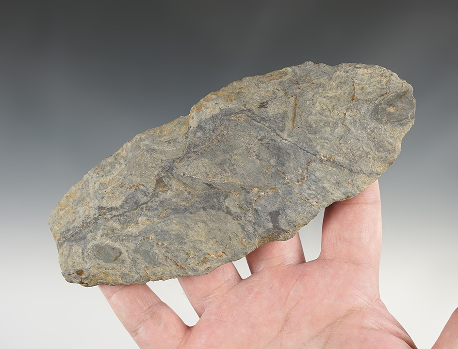 Large, 6 1/4" Blade found in the Eastern U.S.