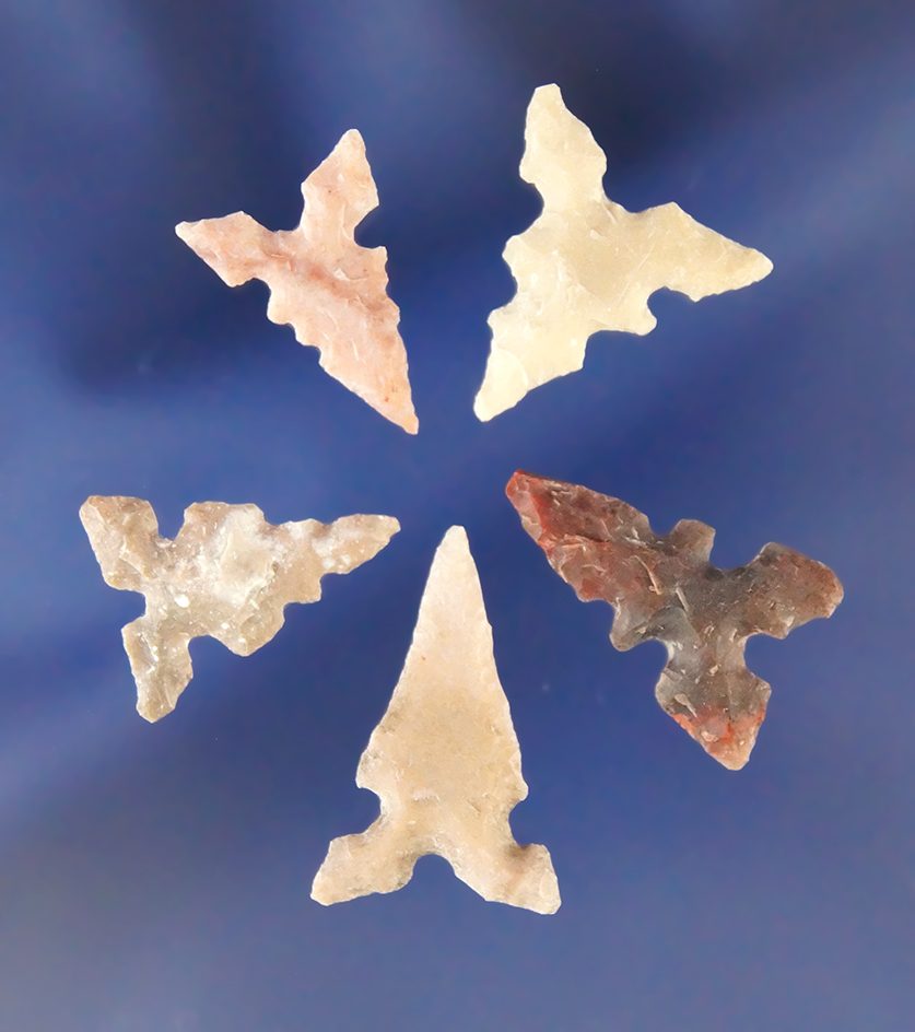 Set of five Toyah style Texas bird points, largest is 7/8".