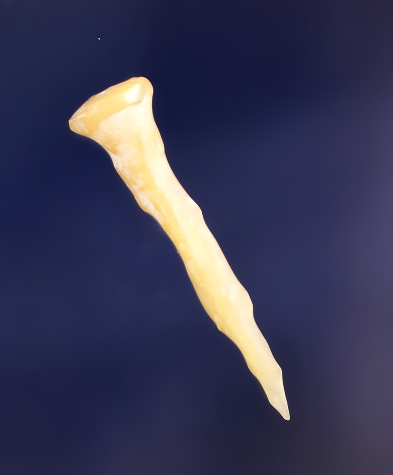 Main artifact image