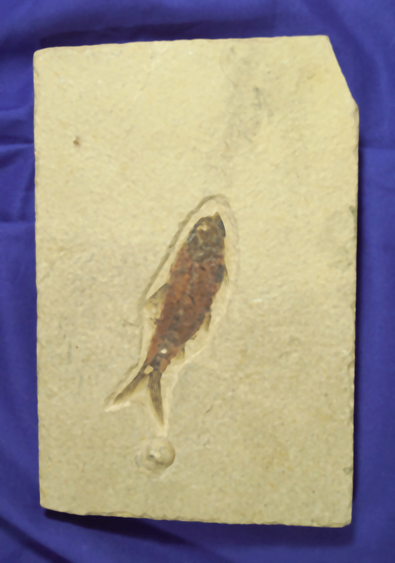 Main artifact image