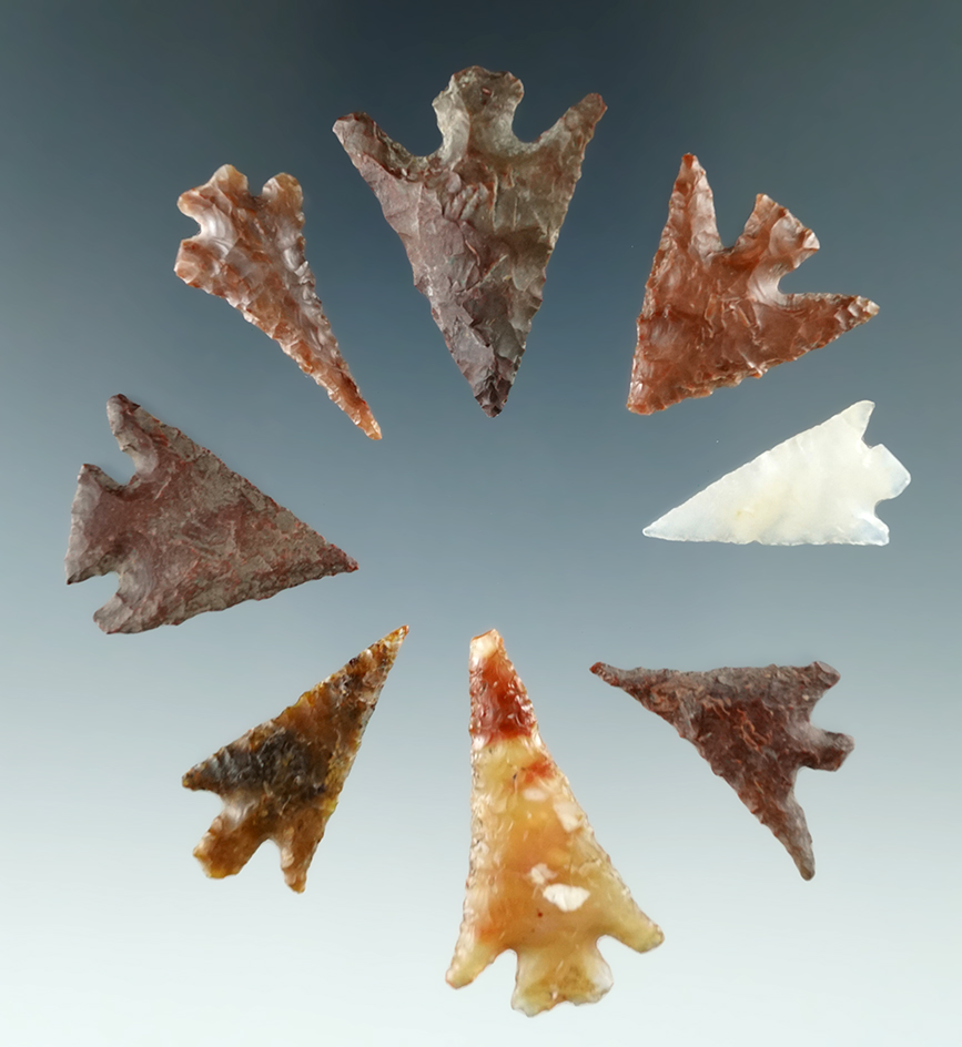 Set of eight Columbia Plateau points found near the Columbia River by Norma Berg. Largest is 1 1/8".