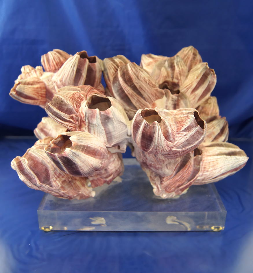 Main artifact image
