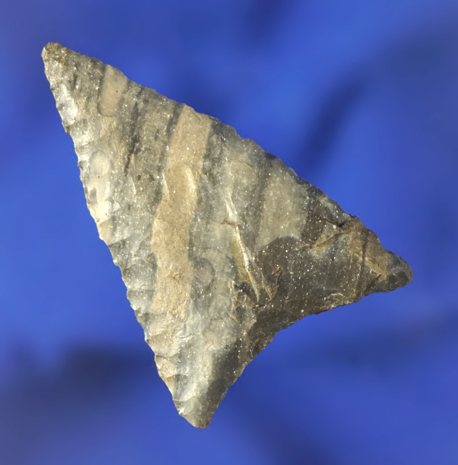 1 11/16" Columbia Mule Ear made from nicely banded material found in Washington.