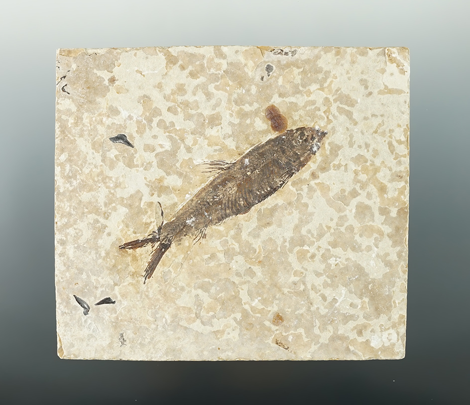 Main artifact image