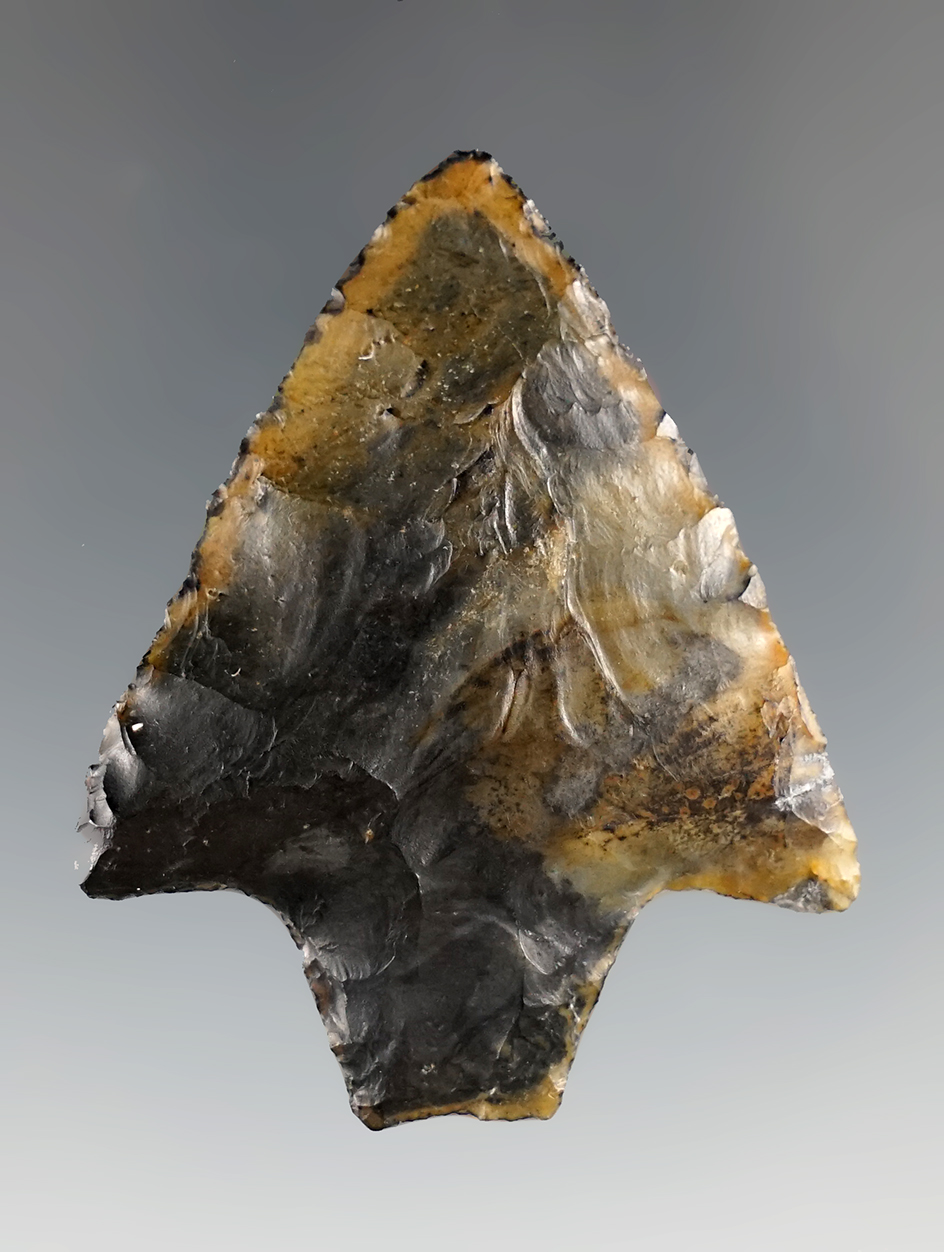 1 15/16" Beautifully made Newnan point that is semi-translucent found in Alachua Co., Florida.