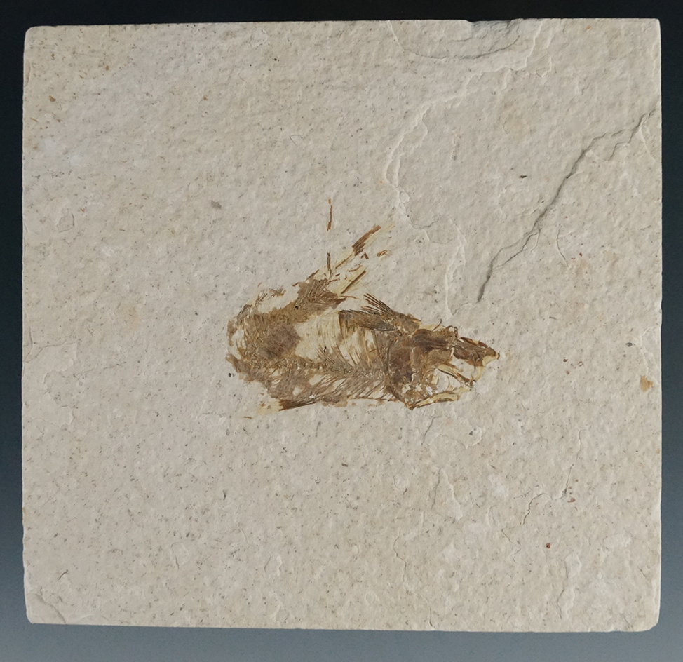 Main artifact image