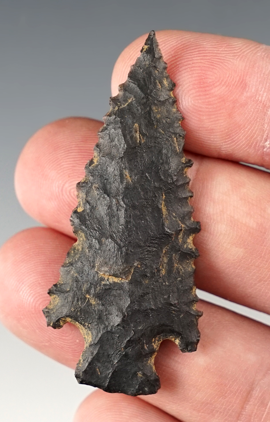 Nicely serrated 2 1/8" Archaic Serrated Corner Notch Point - southern Ohio. Ex. McKean.