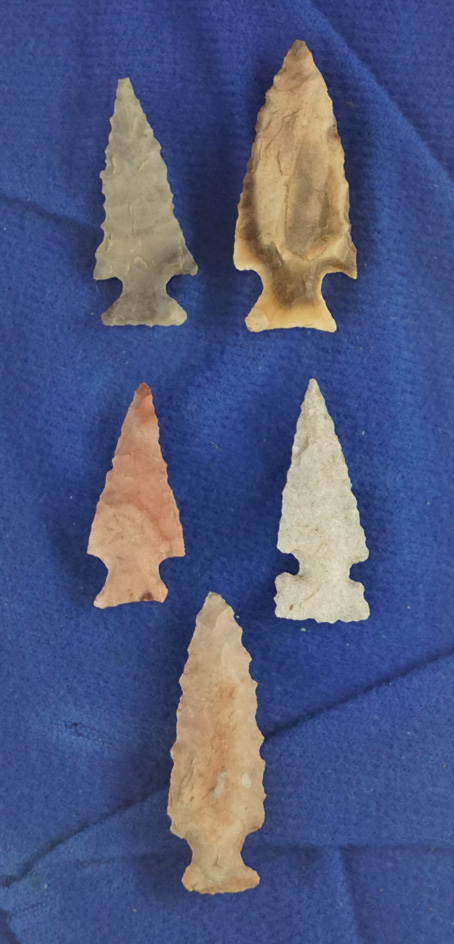 Set of five assorted bird points found in Illinois. Largest is 1 7/16". Comes with a Meadows COA.
