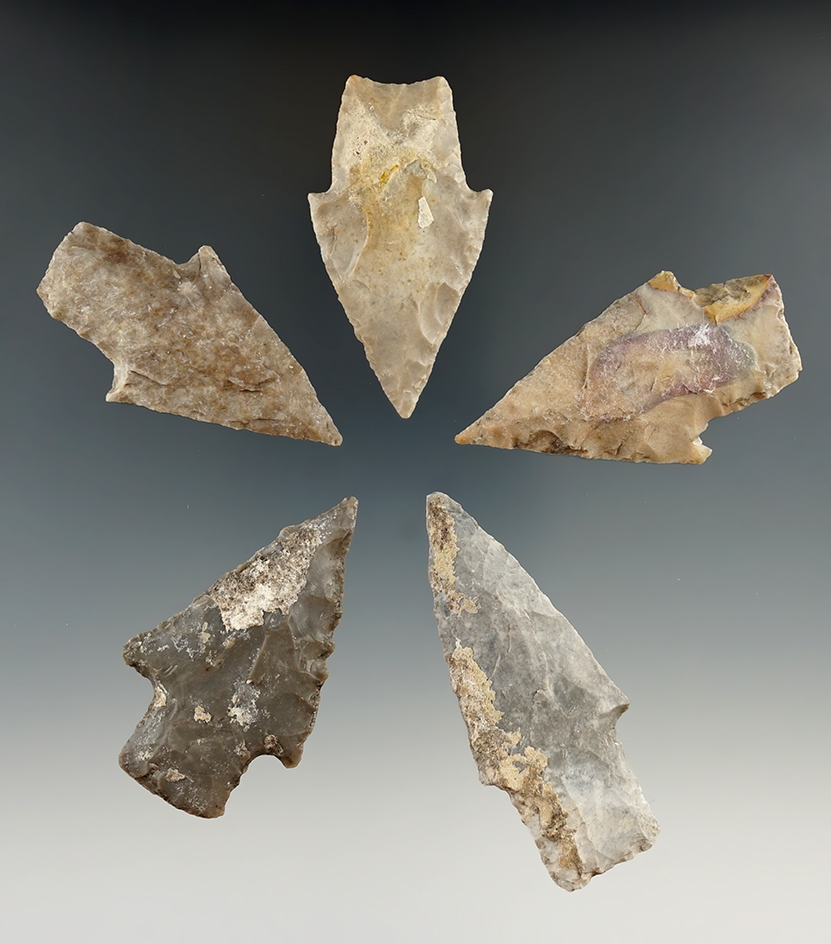 Five Bulverde points found in Texas, largest is 2 1/2".