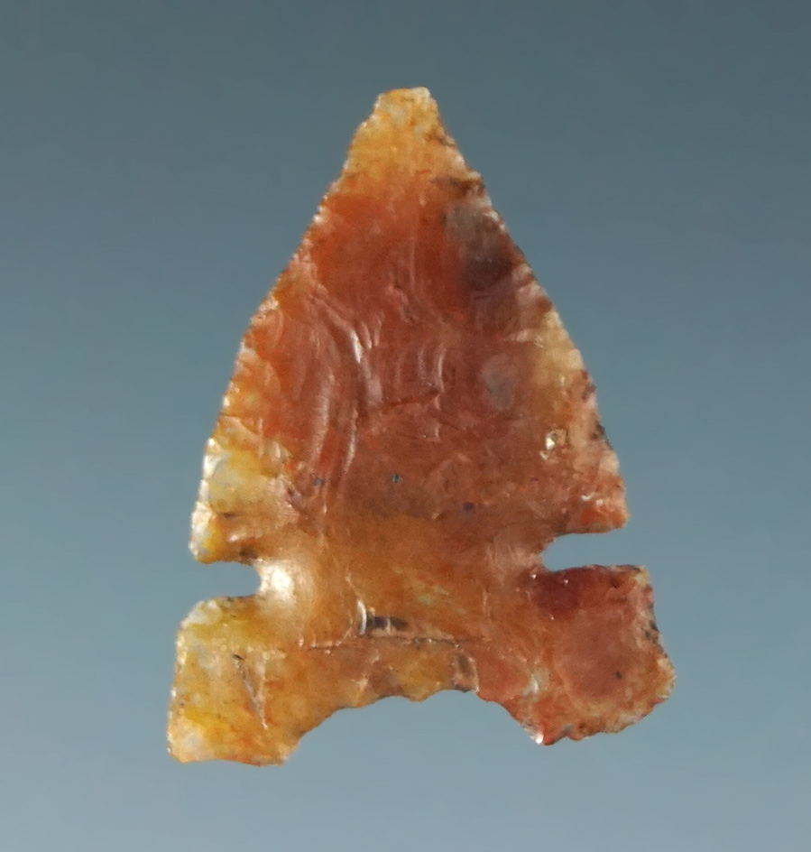 5/8" very thin Desert sidenotch that is semi-translucent.  California.