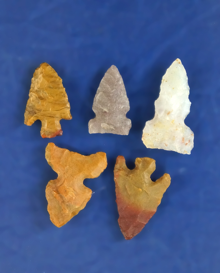 Set of five assorted Western Bird Points, largest is 15/16".