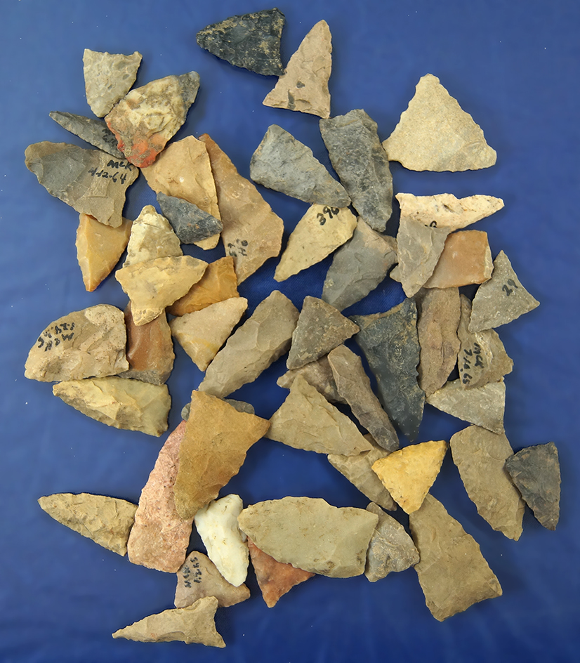 Group of 50 assorted field found Triangle points from Greenup Co., Kentucky. Largest is 1 1/4".