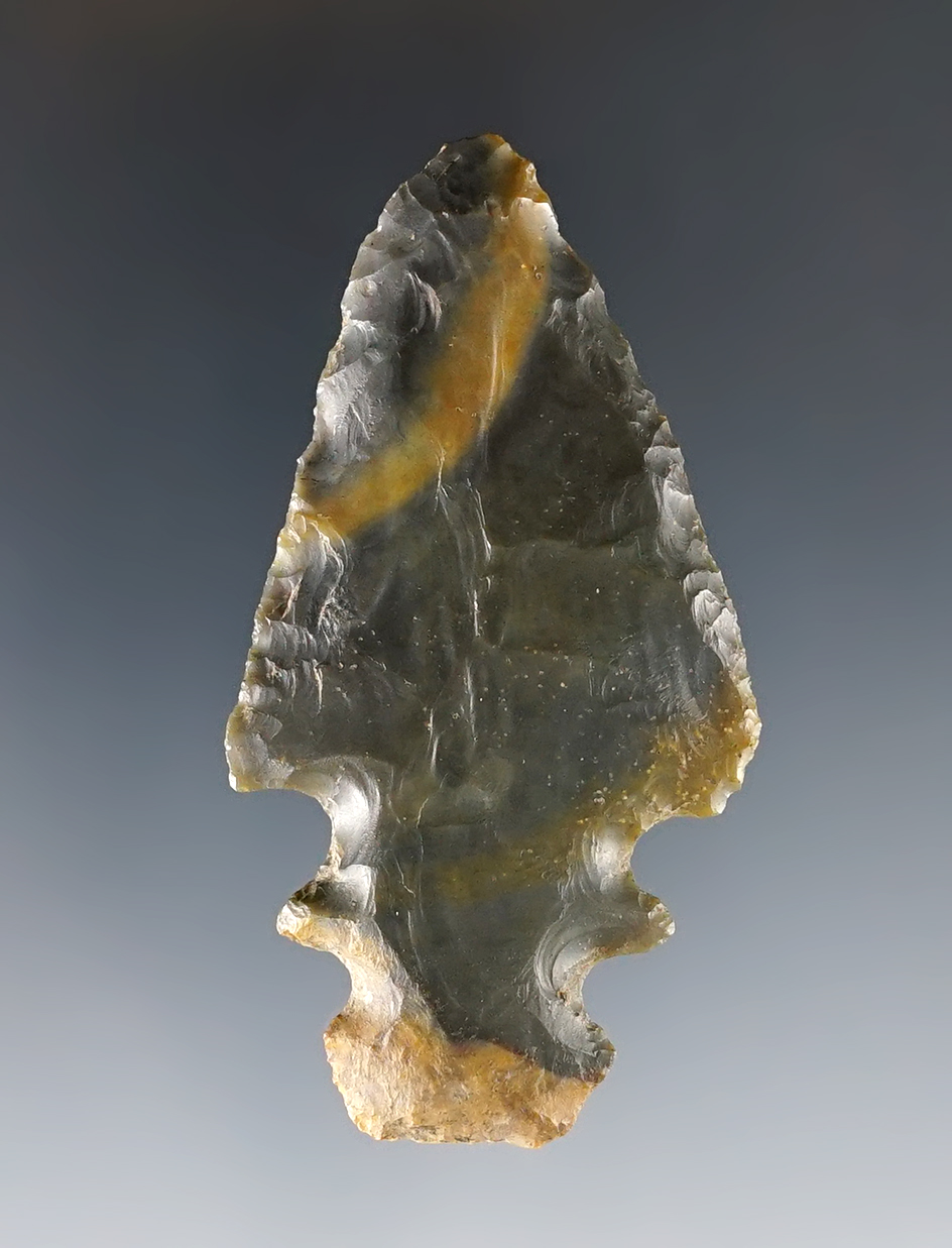 2 5/8" rare Hornstone Double-notched Tupelo Turkeytail.  Nice example with great patination.