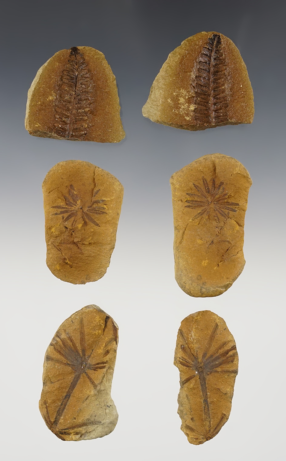 Main artifact image