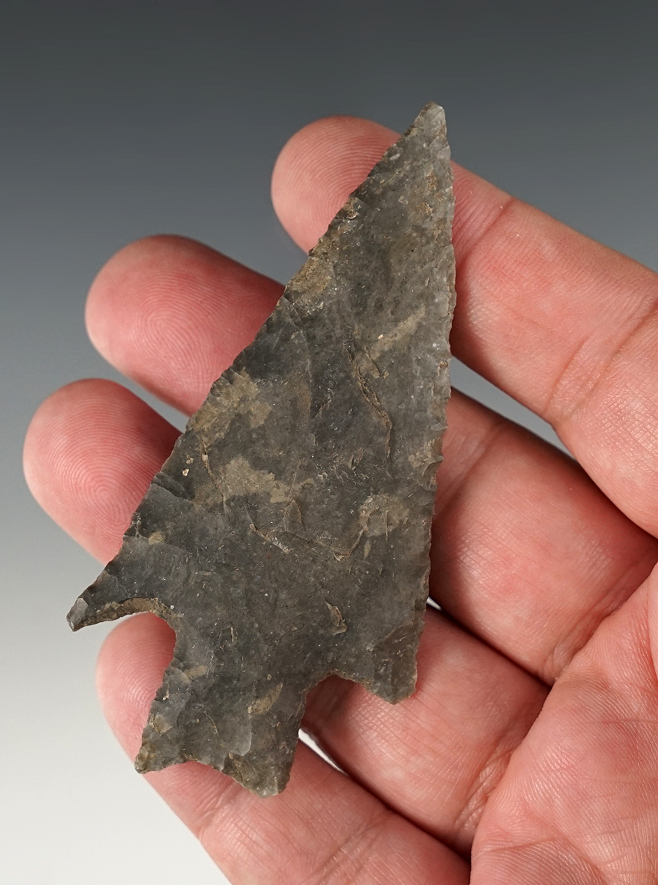 3 5/16" Pedernales found in Comal Co., Texas at the Olympia Hills Golf Course. Rogers COA.
