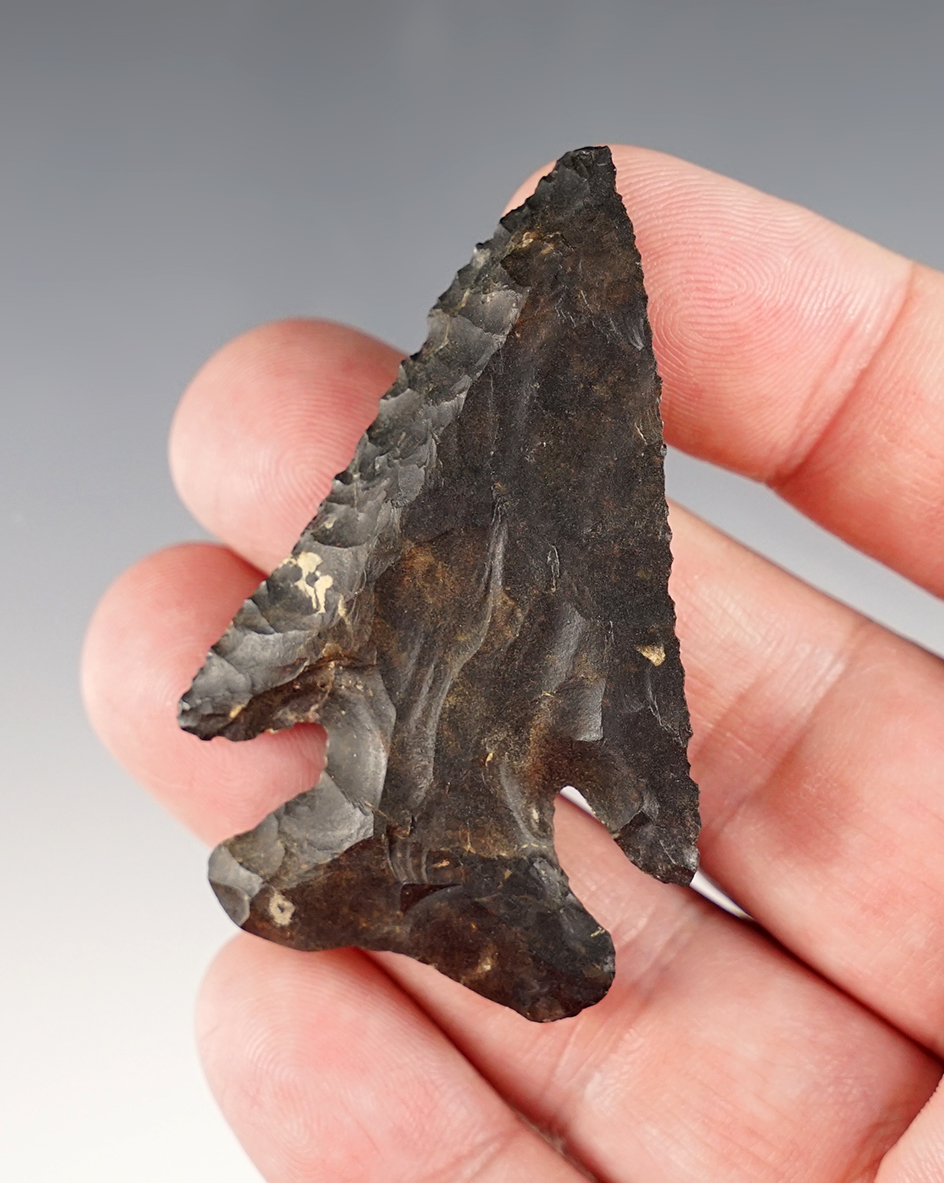 2 7/16" beautifully flaked Archaic Deep Notched Thebes Bevel made from Coshocton Flint.