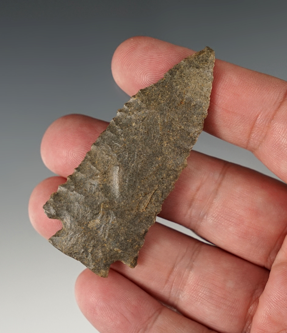 2 11/16" Nicely serrated Decatur Fractured Base found in Indiana.